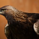 Golden Eagle